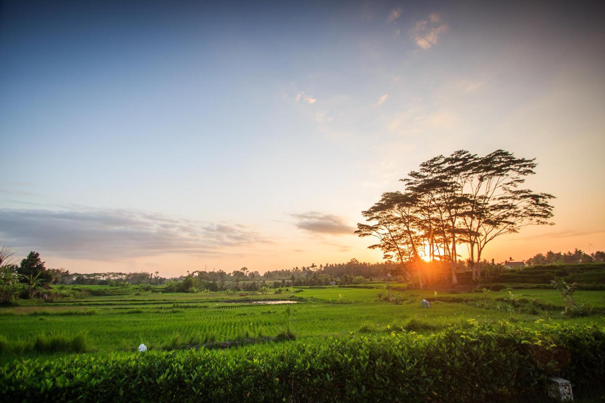 Griya Kcb Villa Ubud Dış mekan fotoğraf